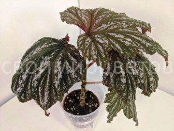 Бегония Aconitifolia